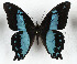  ( - CTBB-3615)  @11 [ ] Copyright © (2023) Th. Bouyer Research Collection of Thierry Bouyer