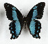  ( - CTBB-3616)  @11 [ ] Copyright © (2023) Th. Bouyer Research Collection of Thierry Bouyer