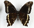  ( - CTBB-3617)  @11 [ ] Copyright © (2023) Th. Bouyer Research Collection of Thierry Bouyer