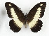  ( - CTBB-3625)  @11 [ ] Copyright © (2023) Th. Bouyer Research Collection of Thierry Bouyer