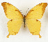  (Papilio nobilis - CTBB-3650)  @11 [ ] Copyright © (2023) Th. Bouyer Research Collection of Thierry Bouyer