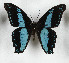  ( - CTBB-3678)  @11 [ ] Copyright © (2023) Th. Bouyer Research Collection of Thierry Bouyer