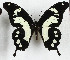  ( - CTBB-3680)  @11 [ ] Copyright © (2023) Th. Bouyer Research Collection of Thierry Bouyer
