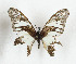  (Graphium agamedes - CTBB-3684)  @11 [ ] Copyright © (2023) Th. Bouyer Research Collection of Thierry Bouyer