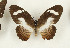  (Papilio cynorta - CTBB-3695)  @11 [ ] Copyright © (2023) Th. Bouyer Research Collection of Thierry Bouyer
