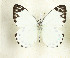  (Belenois theora - CTBB-3713)  @11 [ ] Copyright © (2023) Th. Bouyer Research Collection of Thierry Bouyer