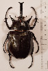  ( - CTBB-3838)  @11 [ ] Copyright © (2022) Ph. Léonard research collection of M. Prandi