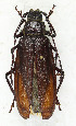  ( - CTBB-3851)  @11 [ ] Copyright © (2023) Thierry Bouyer Research Collection of Thierry Bouyer