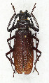  ( - CTBB-3852)  @11 [ ] Copyright © (2023) Thierry Bouyer Research Collection of Thierry Bouyer