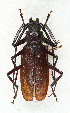  ( - CTBB-3853)  @11 [ ] Copyright © (2023) Thierry Bouyer Research Collection of Thierry Bouyer