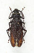  ( - CTBB-3854)  @11 [ ] Copyright © (2023) Thierry Bouyer Research Collection of Thierry Bouyer