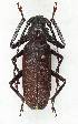  ( - CTBB-3855)  @11 [ ] Copyright © (2023) Thierry Bouyer Research Collection of Thierry Bouyer