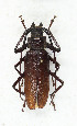  ( - CTBB-3856)  @11 [ ] Copyright © (2023) Thierry Bouyer Research Collection of Thierry Bouyer