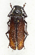 ( - CTBB-3861)  @11 [ ] Copyright © (2023) Thierry Bouyer Research Collection of Thierry Bouyer