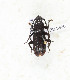  ( - CTBB-3866)  @11 [ ] Copyright © (2023) Thierry Bouyer Research Collection of Thierry Bouyer