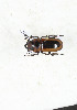  ( - CTBB-3901)  @11 [ ] Copyright © (2023) Thierry Bouyer Research Collection of Thierry Bouyer