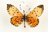  (Acraea anacreontica - CTBB-4001)  @11 [ ] Copyright © (2023) Thierry Bouyer Research Collection of Thierry Bouyer