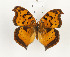  ( - CTBB-4012)  @11 [ ] Copyright © (2023) Thierry Bouyer Research Collection of Thierry Bouyer