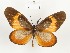  (Mimacraea neurata - CTBB-4032)  @11 [ ] Copyright © (2023) Thierry Bouyer Research Collection of Thierry Bouyer