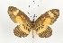  (Mimacraea darwinia - CTBB-4035)  @11 [ ] Copyright © (2023) Thierry Bouyer Research Collection of Thierry Bouyer
