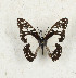  (Graphium schaffgotschi - CTBB-4189)  @11 [ ] Copyright © (2023) Thierry Bouyer Research Collection of Thierry Bouyer