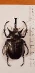  ( - CTBB-4217)  @11 [ ] Copyright © (2023) Thierry Bouyer Research Collection of Thierry Bouyer