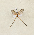 ( - CTBB-4242)  @11 [ ] Copyright © (2023) Thierry Bouyer Research Collection of Thierry Bouyer