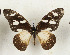  ( - CTBB-4435)  @11 [ ] Copyright © (2025) Thierry Bouyer Research Collection of Thierry Bouyer