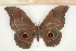  ( - CTBB-0692)  @13 [ ] Copyright (2013) Thierry Bouyer Research Collection of Thierry Bouyer (in IRSNB)