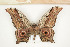  ( - CTBB-0696)  @14 [ ] Copyright (2013) Thierry Bouyer Research Collection of Thierry Bouyer (in IRSNB)