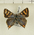  ( - CTBB-1221)  @13 [ ] Copyright (2014) Thierry Bouyer Research Collection of Thierry Bouyer