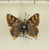 ( - CTBB-1225)  @14 [ ] Copyright (2014) Thierry Bouyer Research Collection of Thierry Bouyer