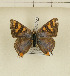  ( - CTBB-1226)  @14 [ ] Copyright (2014) Thierry Bouyer Research Collection of Thierry Bouyer