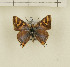  ( - CTBB-1228)  @14 [ ] Copyright (2014) Thierry Bouyer Research Collection of Thierry Bouyer