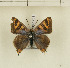  ( - CTBB-1231)  @14 [ ] Copyright (2014) Thierry Bouyer Research Collection of Thierry Bouyer