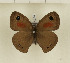  (Cassionympha cassius - CTBB-1244)  @14 [ ] Copyright (2014) Thierry Bouyer Research Collection of Thierry Bouyer