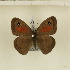 (Cassionympha perissinottoi - CTBB-1245)  @13 [ ] Copyright (2014) Thierry Bouyer Research Collection of Thierry Bouyer