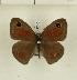  ( - CTBB-1246)  @14 [ ] Copyright (2014) Thierry Bouyer Research Collection of Thierry Bouyer