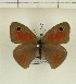  (Cassionympha detecta - CTBB-1247)  @14 [ ] Copyright (2014) Thierry Bouyer Research Collection of Thierry Bouyer