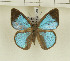  (Iridana - CTBB-1268)  @14 [ ] Copyright (2014) Thierry Bouyer Research Collection of Thierry Bouyer