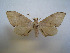  ( - CTBB-1666)  @11 [ ] Copyright (2015) Ian Kitching Research Collection of NHM