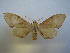  ( - CTBB-1667)  @13 [ ] Copyright (2015) Ian Kitching Research Collection of NHM