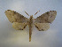  ( - CTBB-1669)  @13 [ ] Copyright (2015) Ian Kitching Research Collection of NHM
