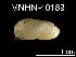  ( - MNHN-IM-2007-40189)  @13 [ ] Unspecified (default): All Rights Reserved  Unspecified Unspecified