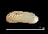  ( - MNHN-IM-2007-40192)  @13 [ ] Unspecified (default): All Rights Reserved  Unspecified Unspecified