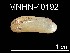  ( - MNHN-IM-2007-40192)  @13 [ ] Unspecified (default): All Rights Reserved  Unspecified Unspecified