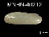  ( - MNHN-IM-2007-40212)  @13 [ ] Unspecified (default): All Rights Reserved  Unspecified Unspecified