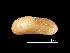  ( - MNHN-IM-2007-40224)  @13 [ ] Unspecified (default): All Rights Reserved  Unspecified Unspecified