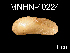  ( - MNHN-IM-2007-40224)  @13 [ ] Unspecified (default): All Rights Reserved  Unspecified Unspecified