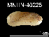  ( - MNHN-IM-2007-40225)  @13 [ ] Unspecified (default): All Rights Reserved  Unspecified Unspecified